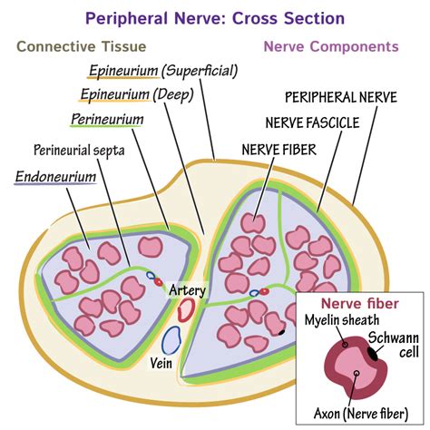 Histology Glossary Peripheral Nerve Histology Draw It To Know It