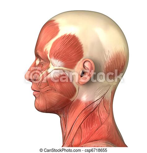 Stock Images Of Head Muscular System Anatomy Right Lateral View
