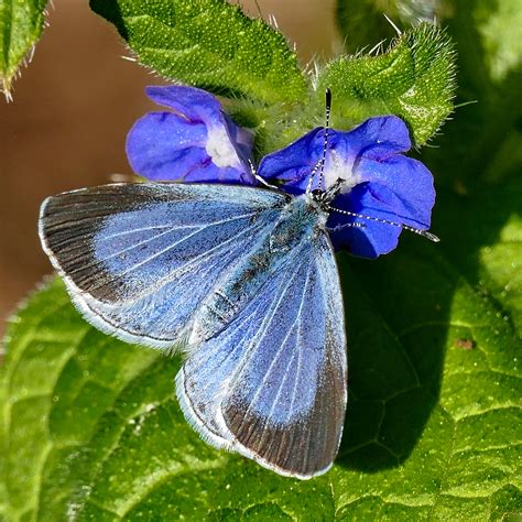 Holly Blue Winton Dorset Butterflies
