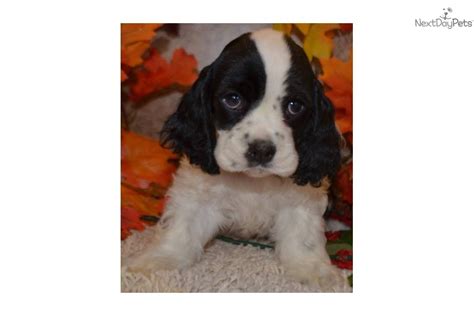 Look at pictures of cocker spaniel puppies who need a home. AKC FEMALE BLACK PARTI COCKER SPANIEL PUPPY | Cocker Spaniel puppy for sale near Colorado ...