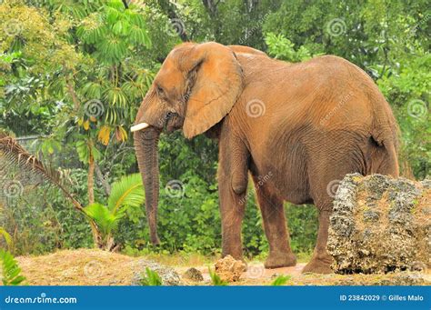 African Elephant In Light Rain Stock Image Image Of Mammals Nature