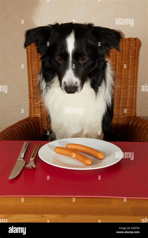 Border Collie Sits At The Table With Sausages On The Plate Stock Photo