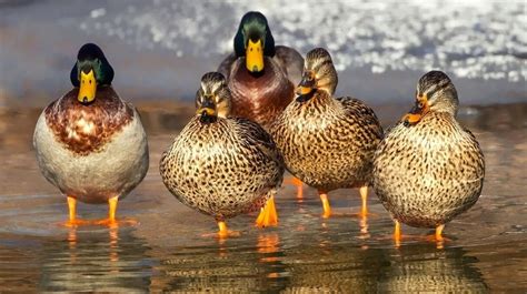 9 Duck Breeds To Consider Raising In Your Homestead