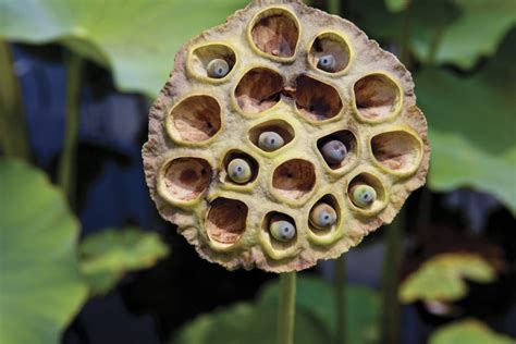 Are You Scared Of Holes Here Are The Facts On Trypophobia Health