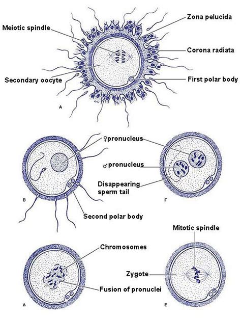 Normal Fertilisation Eugonia