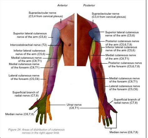 Upper Extremity Dermatome Chart