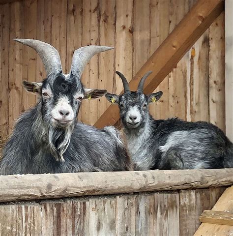 Blobe Goat Animal World Schloss Hof Estate
