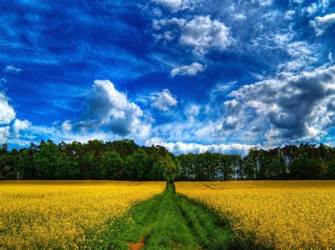 Nature Field Of Yellow Herb Green Road Forest Cloud Hd Wallpaper