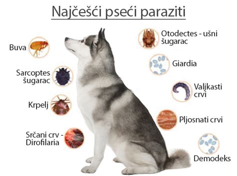 Koncu ayak bileğini örtecek kadar uzun olan, bağcıklı veya yan tarafı lastikli ayakkabı. Hpv negatif testi, chlamydia - Traducere în turcă ...
