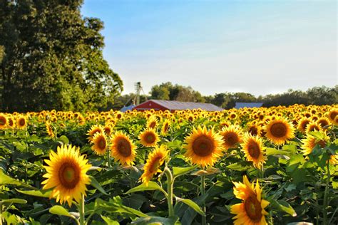 Comprehensive Guide On How To Harvest Sunflower Seeds Mystargarden