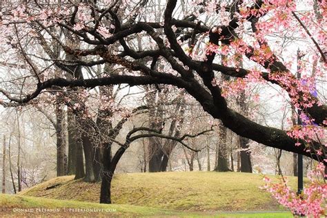 Cherry Blossom Trees In The Mist Cherry Blossom Festival Blossom