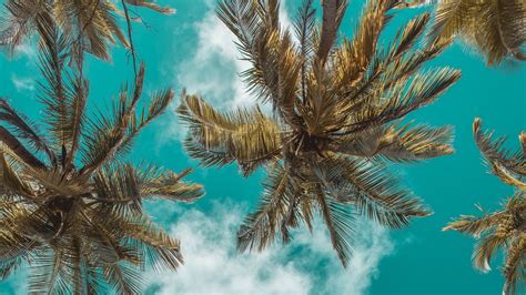 Download Cloud Sky Nature Palm Tree 4k Ultra Hd Wallpaper