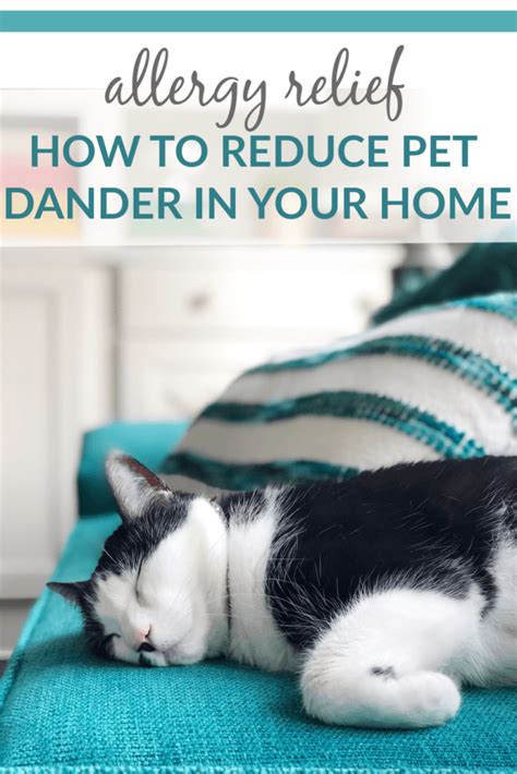 Allergy Relief How To Reduce Pet Dander In Your Home