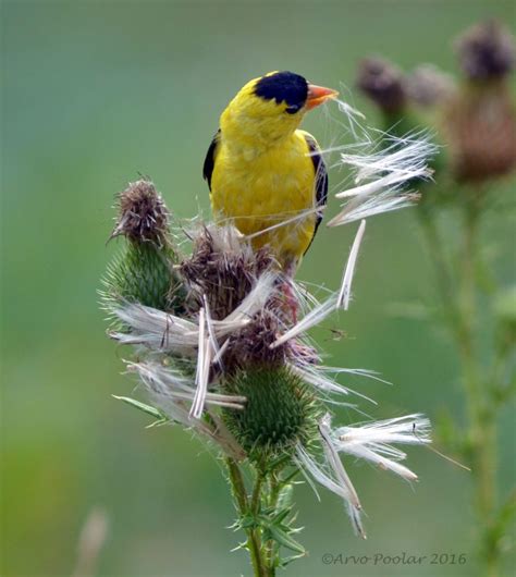 American Goldfinch Enjoying Some Thistle Seeds Feederwatch