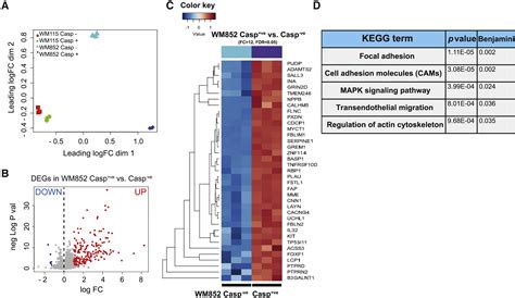 Failed Apoptosis Enhances Melanoma Cancer Cell Aggressiveness Cell Reports