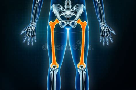 Femur Or Thigh Bone X Ray Front Or Anterior View Osteology Of The
