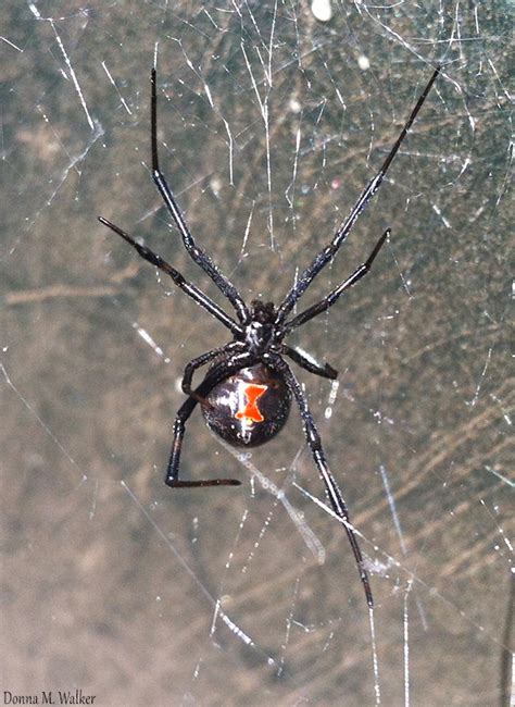 What is the treatment for a black widow spider bite? Pest Control Whittier | Hearts Pest Management