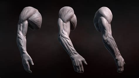 This lesson covers the erector last time we learned the anatomical details of the lower back muscles. ZBrush Tutorial: Sculpting Human Arms in ZBrush - YouTube