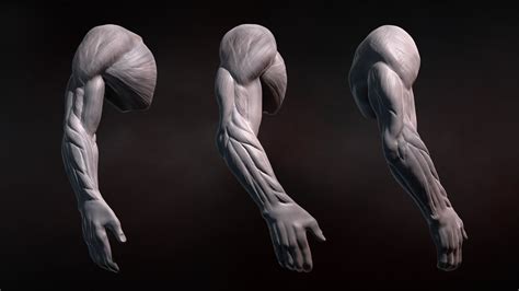 Many muscle names indicate the muscle's location. ZBrush Tutorial: Sculpting Human Arms in ZBrush - YouTube