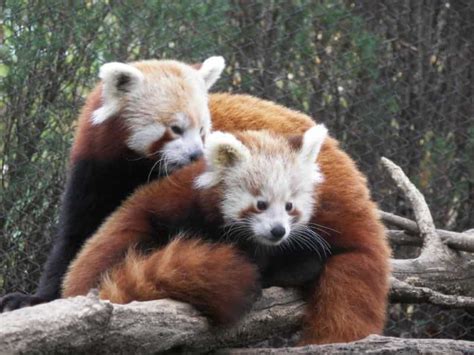 Lenfance De Firefox Le Panda Rouge Photos Futura