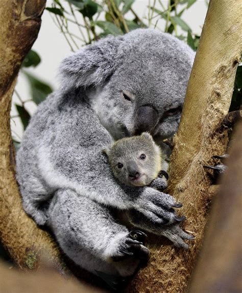 The baby koala rides on its mother's back as she moves through the tree tops. Image result for koala baby | Cute funny animals, Cute ...