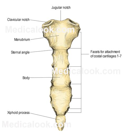 Rib cage anatomy lung anatomy anatomy bones anatomy study anatomy reference human body thoracic vertebrae musculoskeletal system dna. Rib cage - human anatomy organs