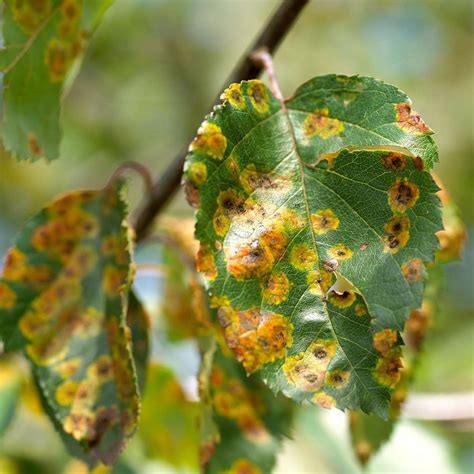 Our Pictorial Guide To Diagnosing Tree Diseases