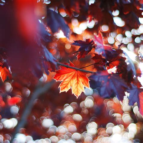2048x2048 Fall Leaves Trees Sunlight Colorful Sun Beams Ipad Air Hd 4k