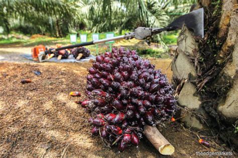 Average capacity utilization rate by mills: MPOB orders oil palm mill in Kluang to stop work for ...