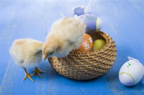 Fluffy Little Yellow Chickens And Easter Eggs On A Blue Wooden B Stock