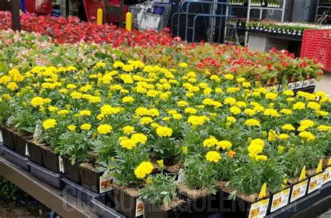 Find vibrant & colorful annual seeds for sale at burpee. 2 Day Sale at Lowe's - 88¢ Flowers, Commander Totes & Tide ...
