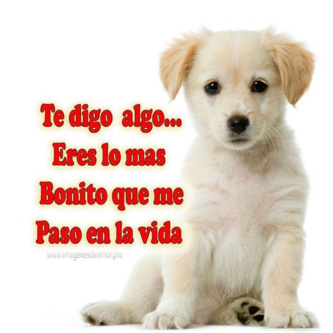 Te Quiero ♥ Imagenes De Perros Imagenes De Amor Tiernas Perros Frases