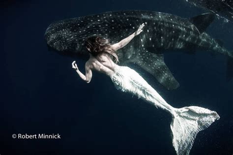 Mermaid Sydney Swimming With Whale Sharks Photo By Way Beyond