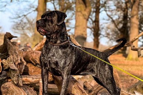 Cane Corso Bullmastiff Mix A Big Dog With A Heart Of Gold