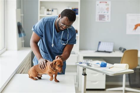 Best Online Vet Tech Programs 5 Schools Are Accredited And Affordable