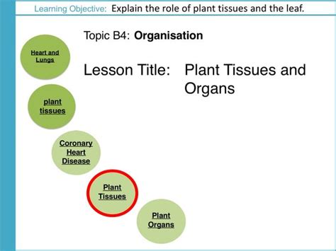Aqa Gcse B4 Organisation L4 Plant Tissues Teaching Resources