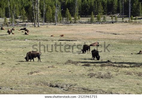 North American Bison Aka American Buffalo Stock Photo 2121961715