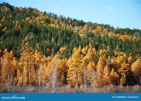Siberian Taiga In Autumn Royalty Free Stock Photos Image 12848548