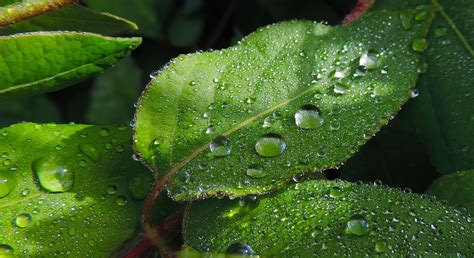 무료 이미지 자연 하락 이슬 잔디 잎 꽃 녹색 식물학 플로라 닫다 이파리 관목 액 수분 매크로 사진