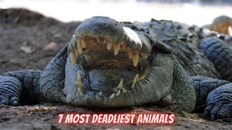 7 Most Deadliest Animals In The World Youtube