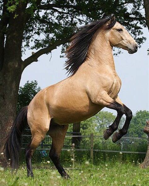 These buckskin horse names are awesome! Young buckskin Andalusian