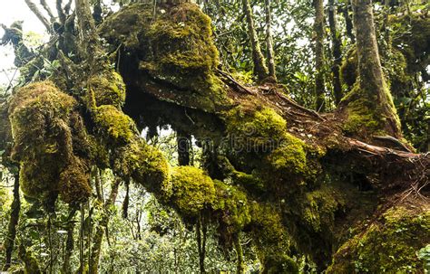 The mossy forest in cameron highlands is set on the second highest peak, 2000 meters above sea level, in cameron highlands. Mossy Forest Cameron Highlands Malaysia Stock Image ...