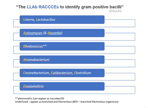 Gram Positive Bacilli Llab Raccces Mnemonic Listeria Grepmed