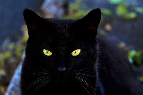 17 black cat wallpaper desktop furry kittens