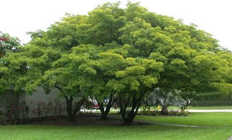 Top 10 Shade Giving Trees In India Shade Trees Evergreen Plants