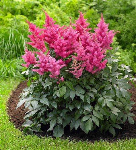 Hosta And Astilbe Shade Loving Garden Collection With 14 Plants Plow