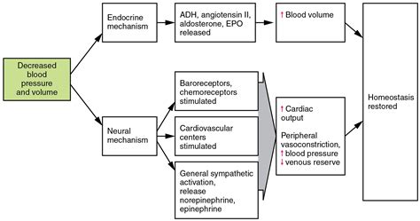 A good woman knows her role: 20.4 Homeostatic Regulation of the Vascular System ...