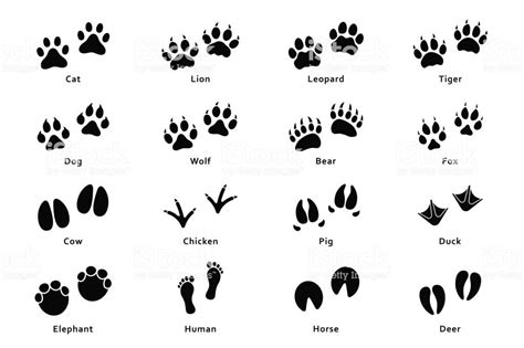 Animals Footprints Paw Prints Set Of Different Animals And Birds