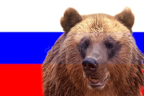 Brown Russian Bear On The Russian Flag Stock Image Image Of Angry