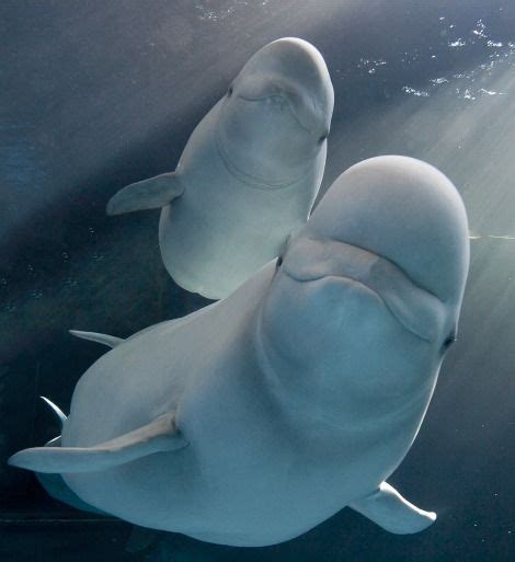Beluga Baleine Blanche ~ News Word